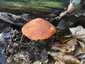 Foltoslemezű lánggomba (Gymnopilus penetrans), Somogy